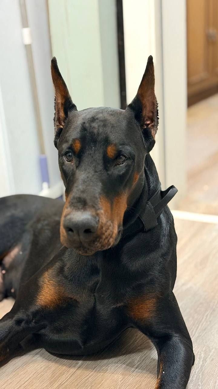 Пропала собака в Балашихе — фото объявления