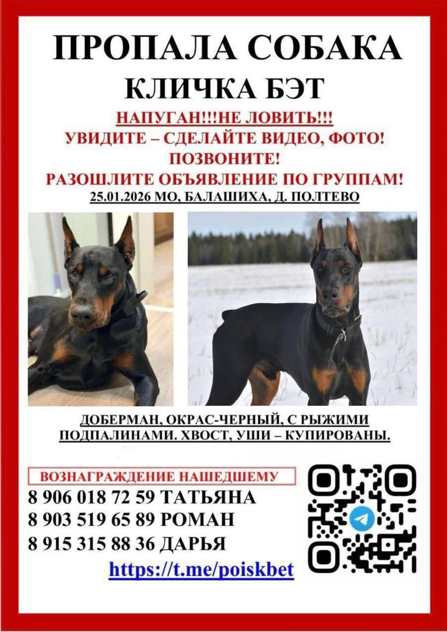 Пропала собака в Балашихе — фото объявления