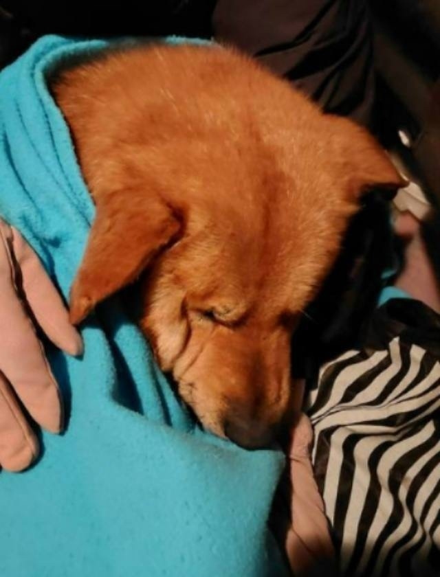 Найдена собака в Балашихе — фото объявления