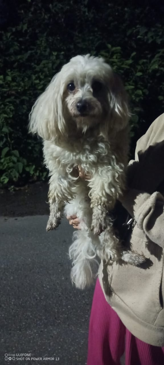 Найдена собака в Балашихе — фото объявления