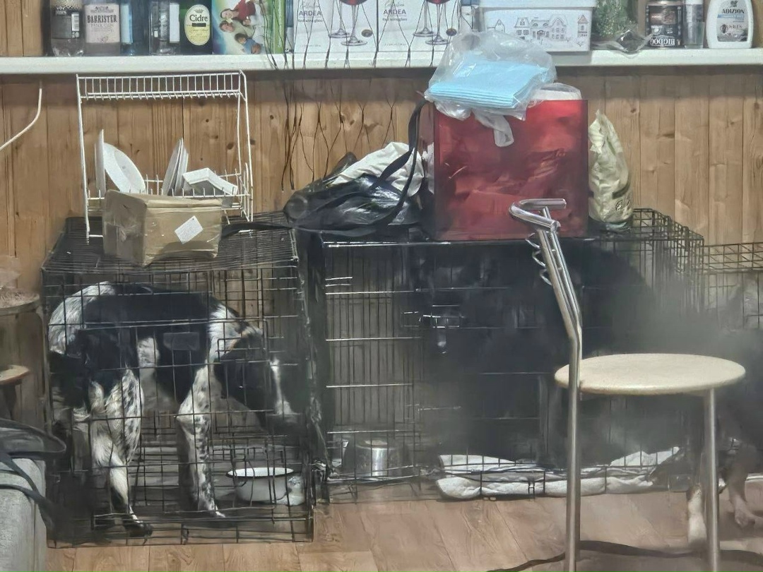 Пропала собака в Балашихе — фото объявления