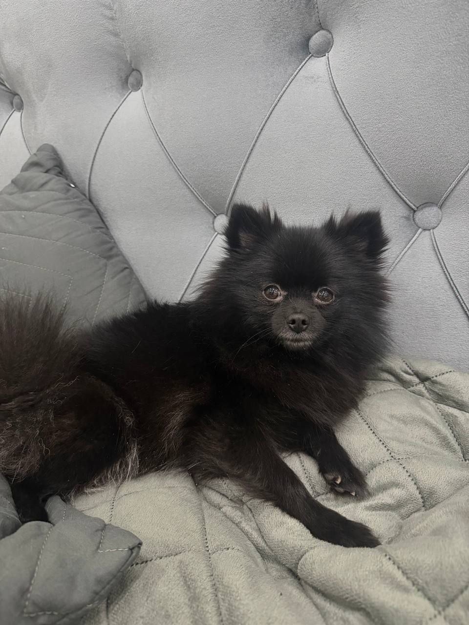 Пропала собака в Балашихе — фото объявления