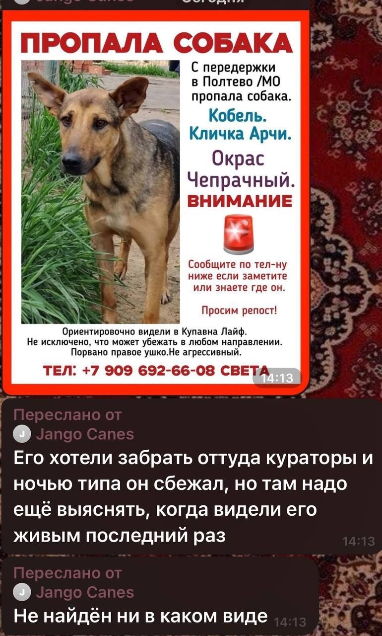 Найдена собака в Балашихе — фото объявления