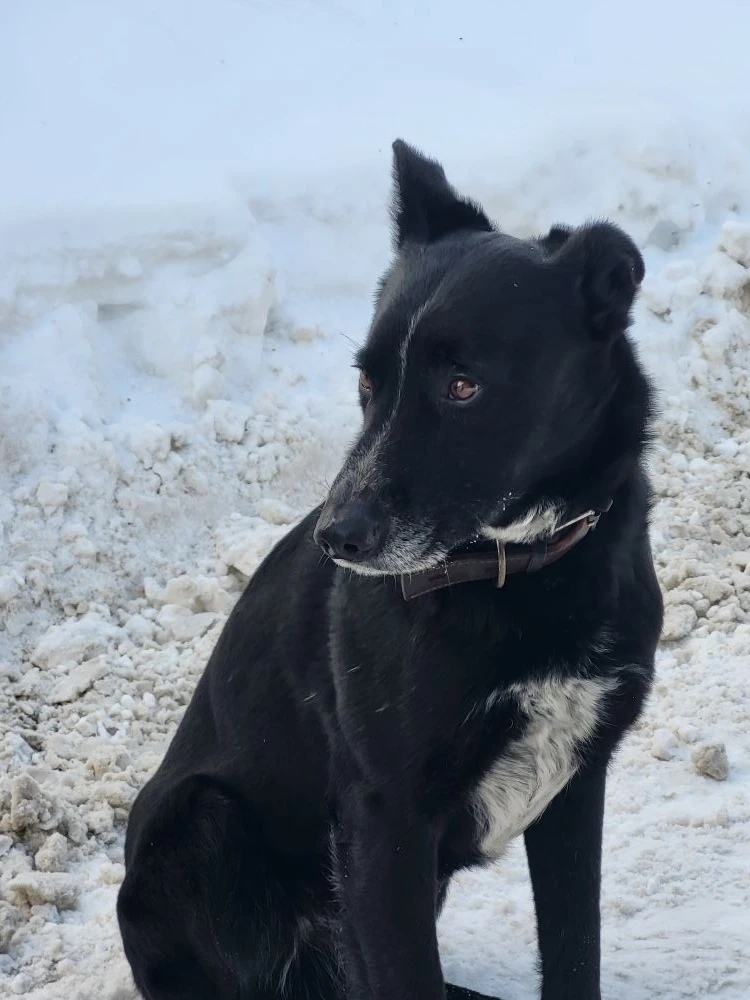 Найдена собака в Балашихе — фото объявления