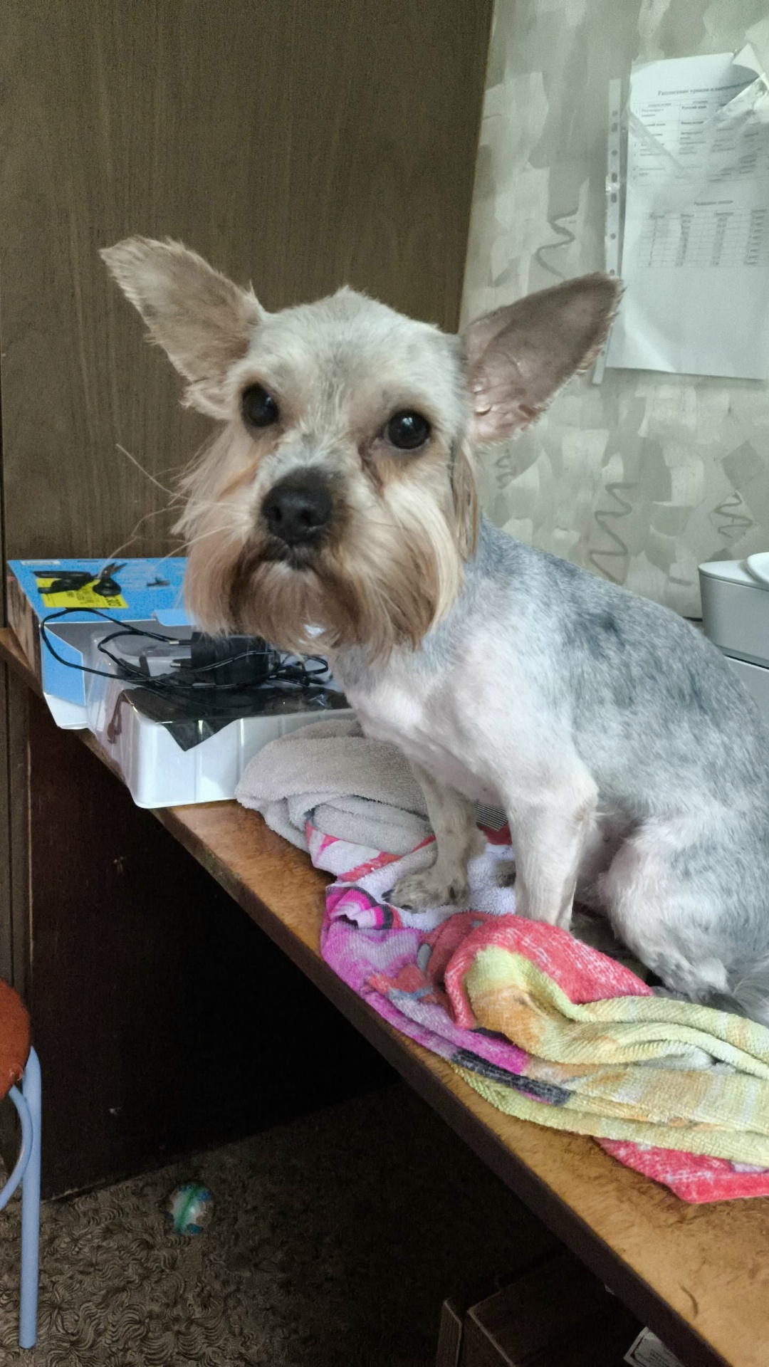 Пропала собака в Балашихе — фото объявления