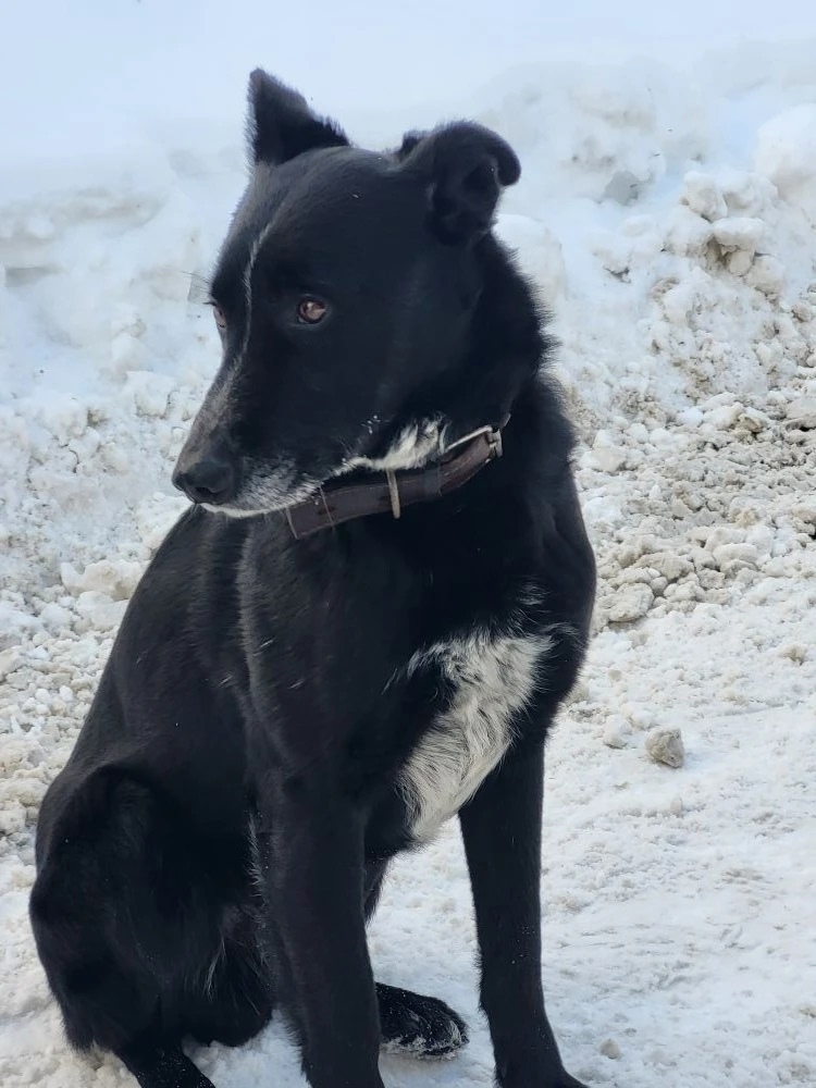 Найдена собака в Балашихе — фото объявления