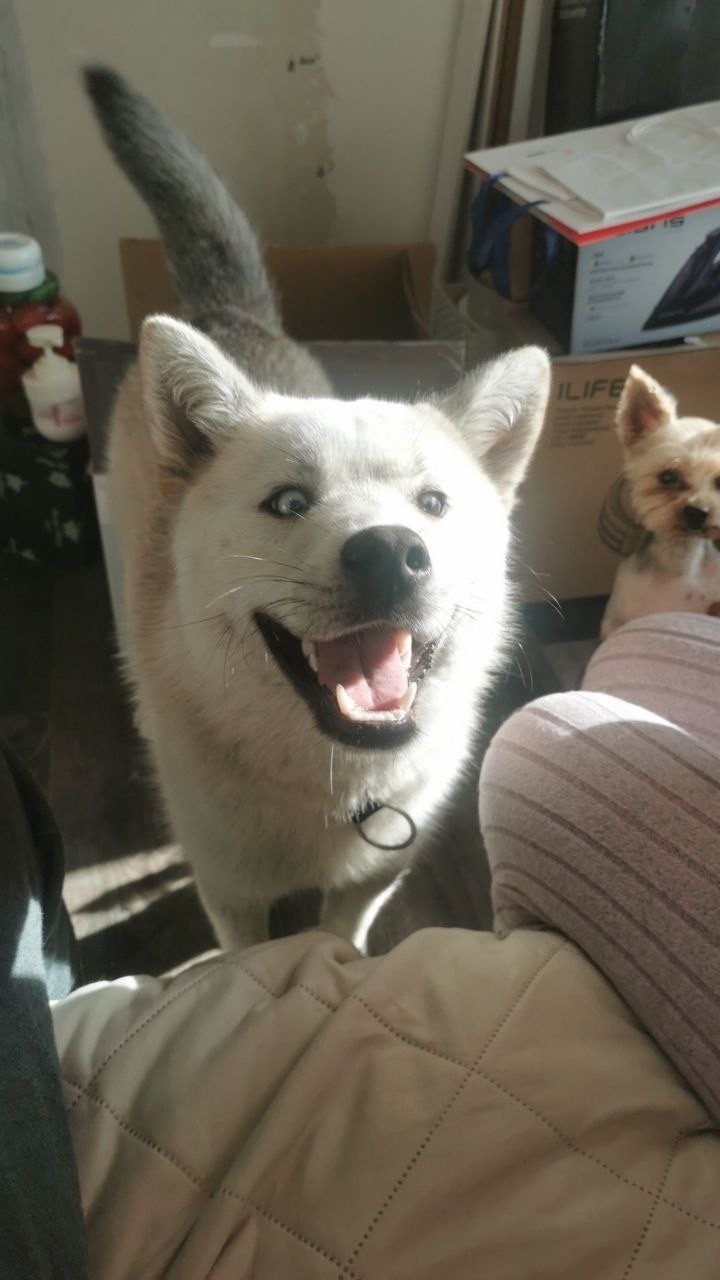 Найдена собака в Балашихе — фото объявления