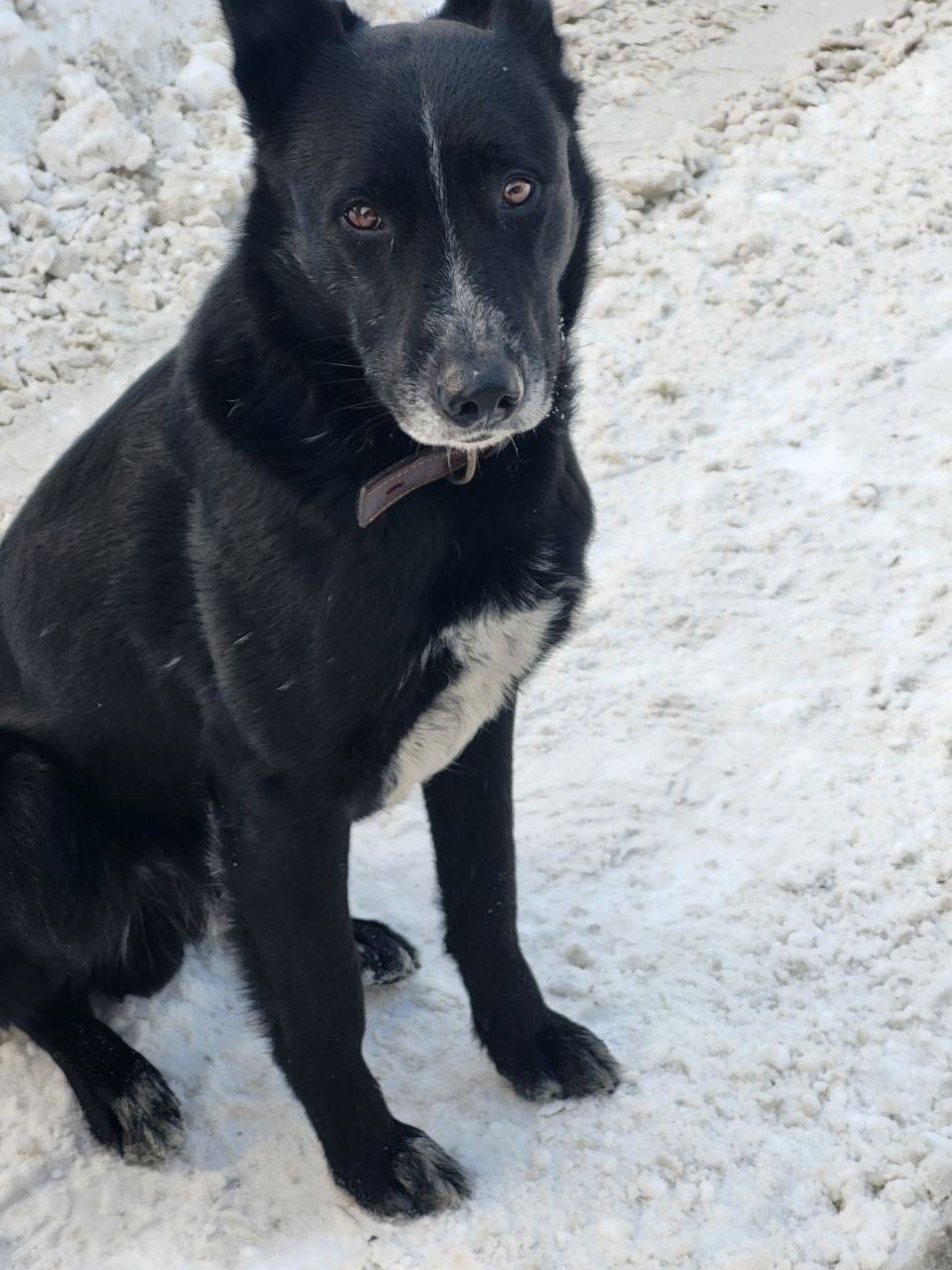 Найдена собака в Балашихе — фото объявления