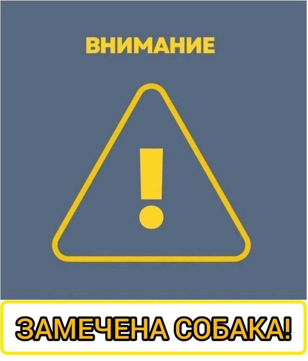 Пропала собака в Балашихе — фото объявления