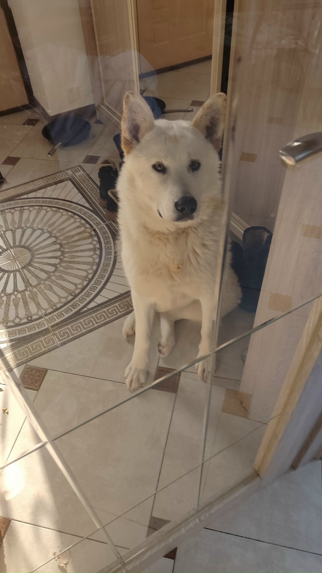 Пропала собака в Балашихе — фото объявления