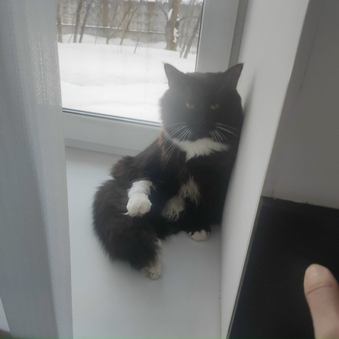 Найдена кошка в Балашихе — фото объявления