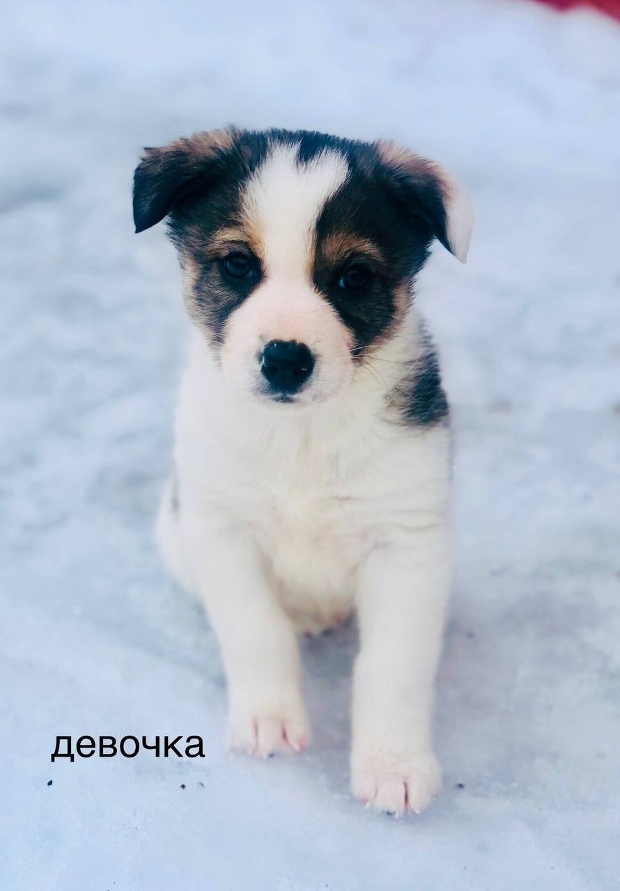 Найдена собака в Балашихе — фото объявления