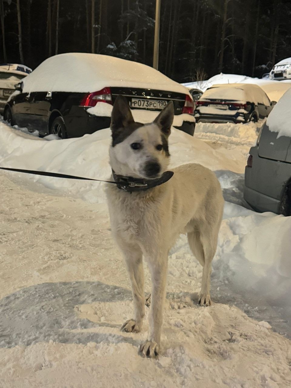 Найдена собака в Балашихе — фото объявления