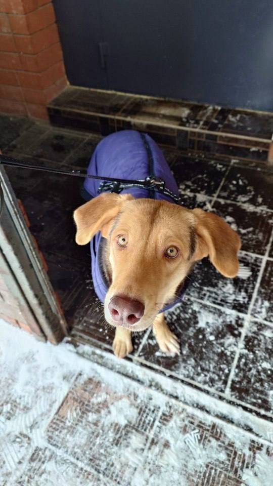 Найдена собака в Балашихе — фото объявления