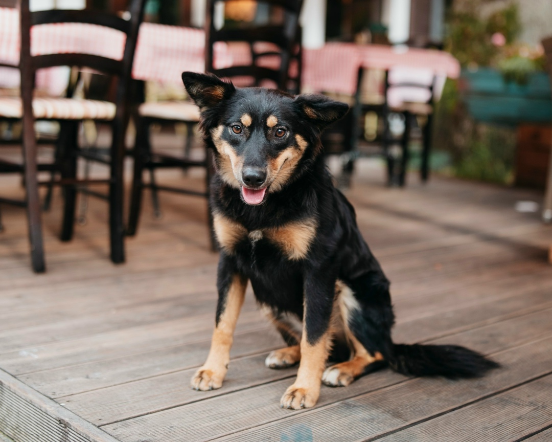 Найдена собака в Балашихе — фото объявления
