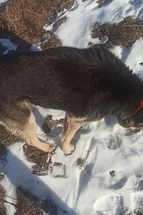 Пропала собака в Балашихе — фото объявления