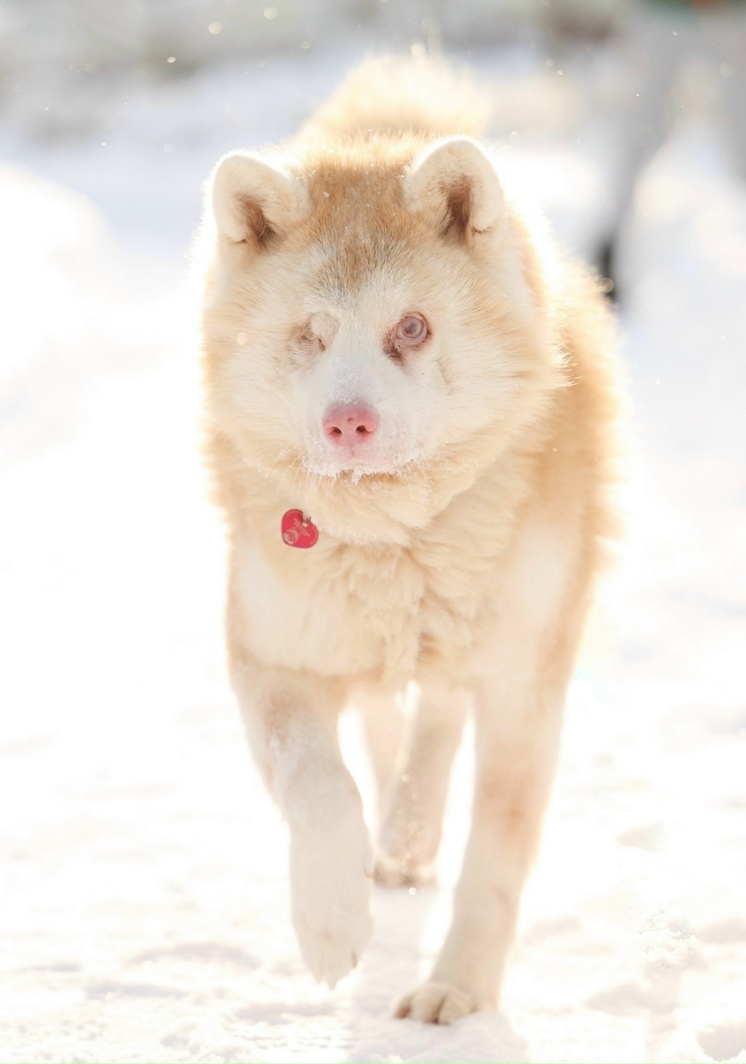 Пропала собака в Балашихе — фото объявления