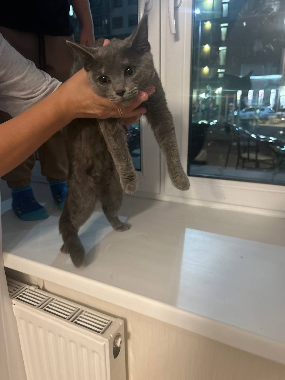 Найдена собака в Балашихе — фото объявления