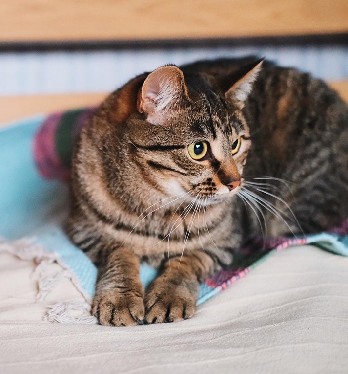 Найдена собака в Балашихе — фото объявления