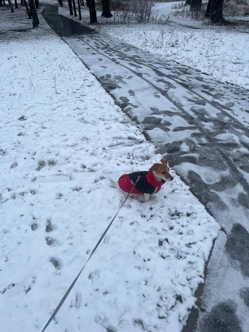 Пропала собака в Балашихе — фото объявления