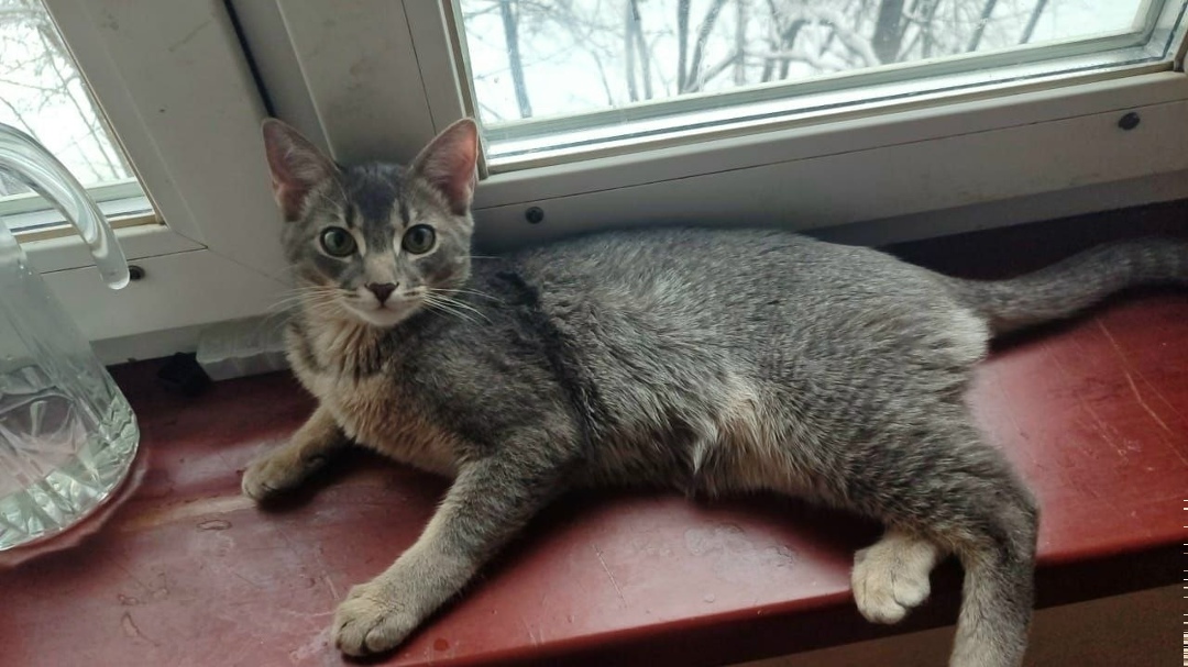 Пропала кошка в Балашихе — фото объявления