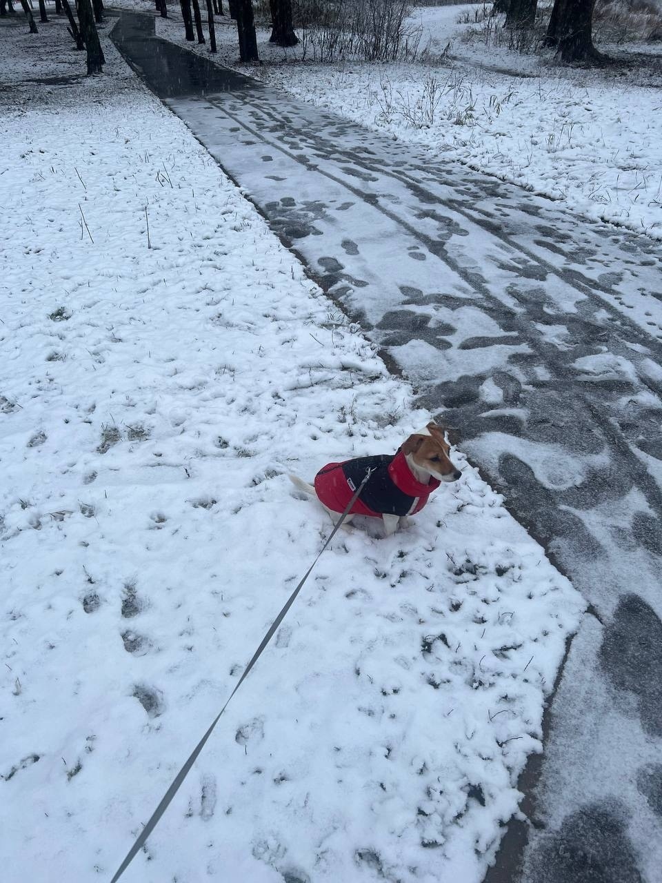 Пропала собака в Балашихе — фото объявления