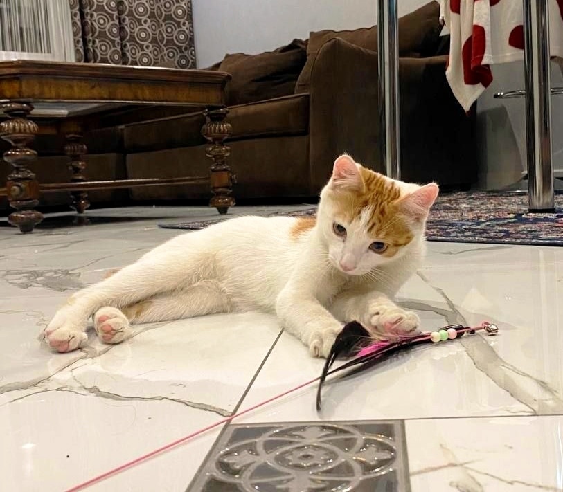 Найдена кошка в Балашихе — фото объявления