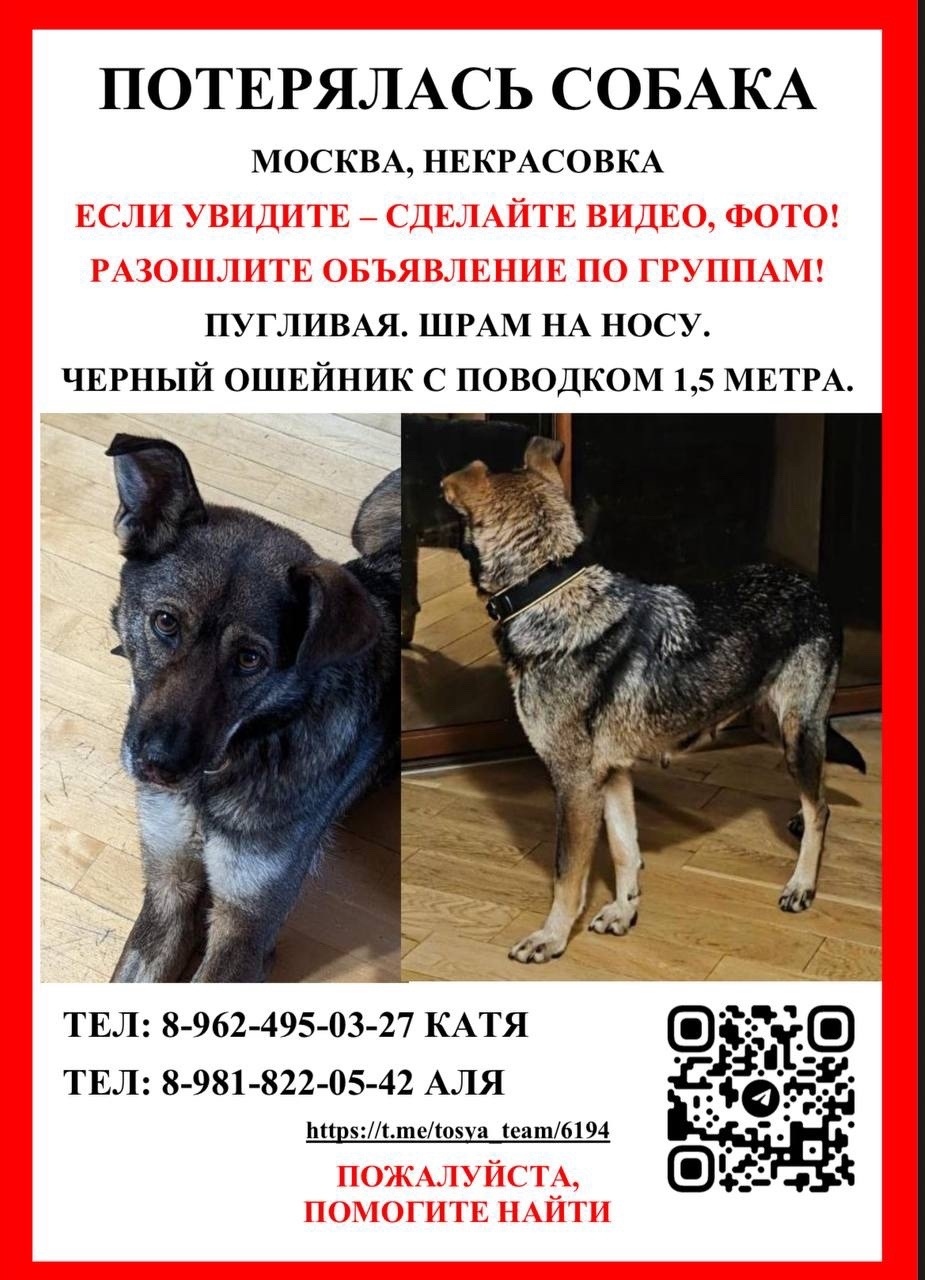 Пропала собака в Балашихе — фото объявления