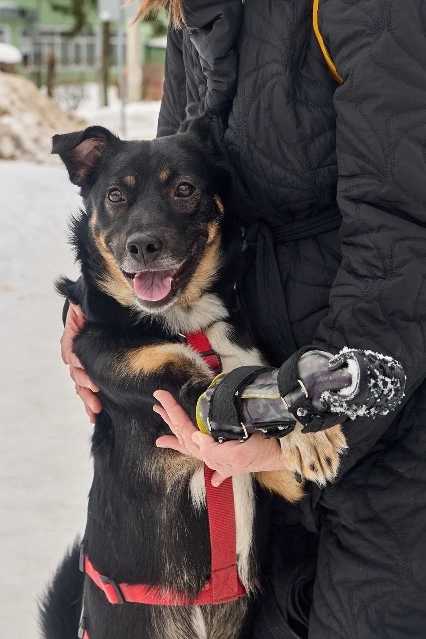 Найдена собака в Балашихе — фото объявления