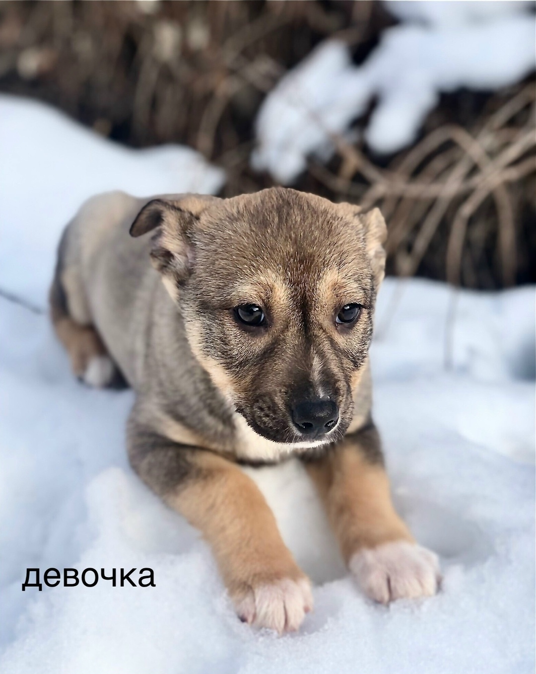Найдена собака в Балашихе — фото объявления