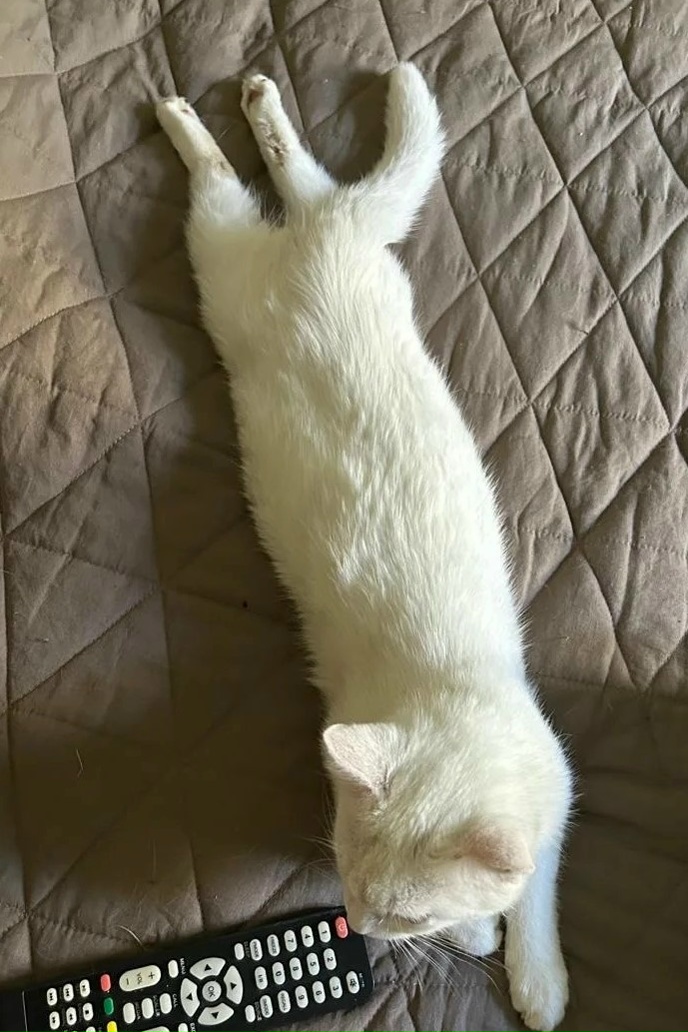 Найдена собака в Балашихе — фото объявления