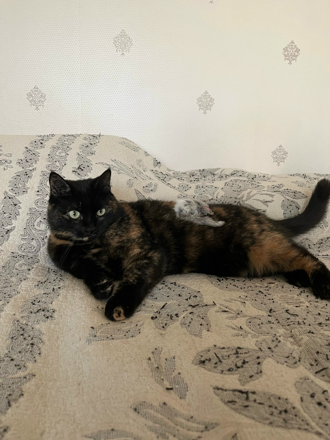 Пропала кошка в Балашихе — фото объявления