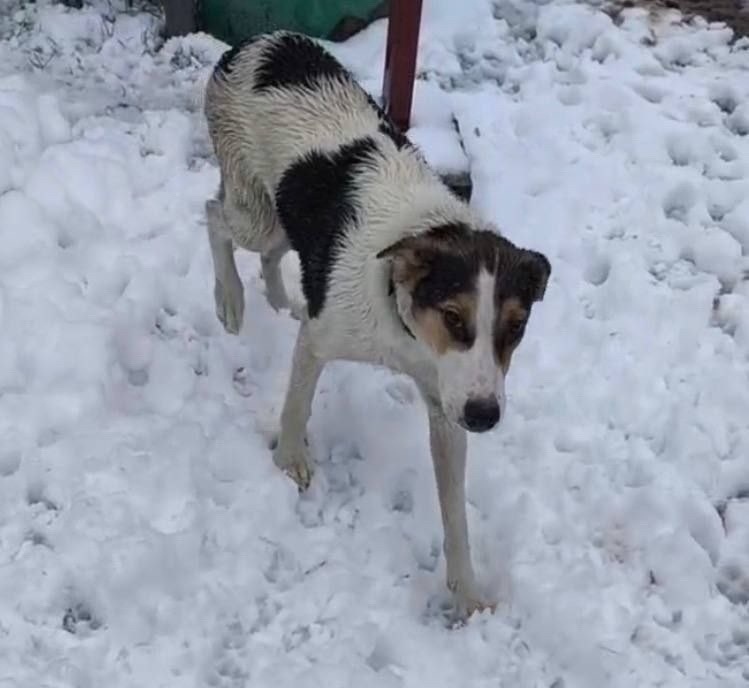 Найдена собака в Балашихе — фото объявления