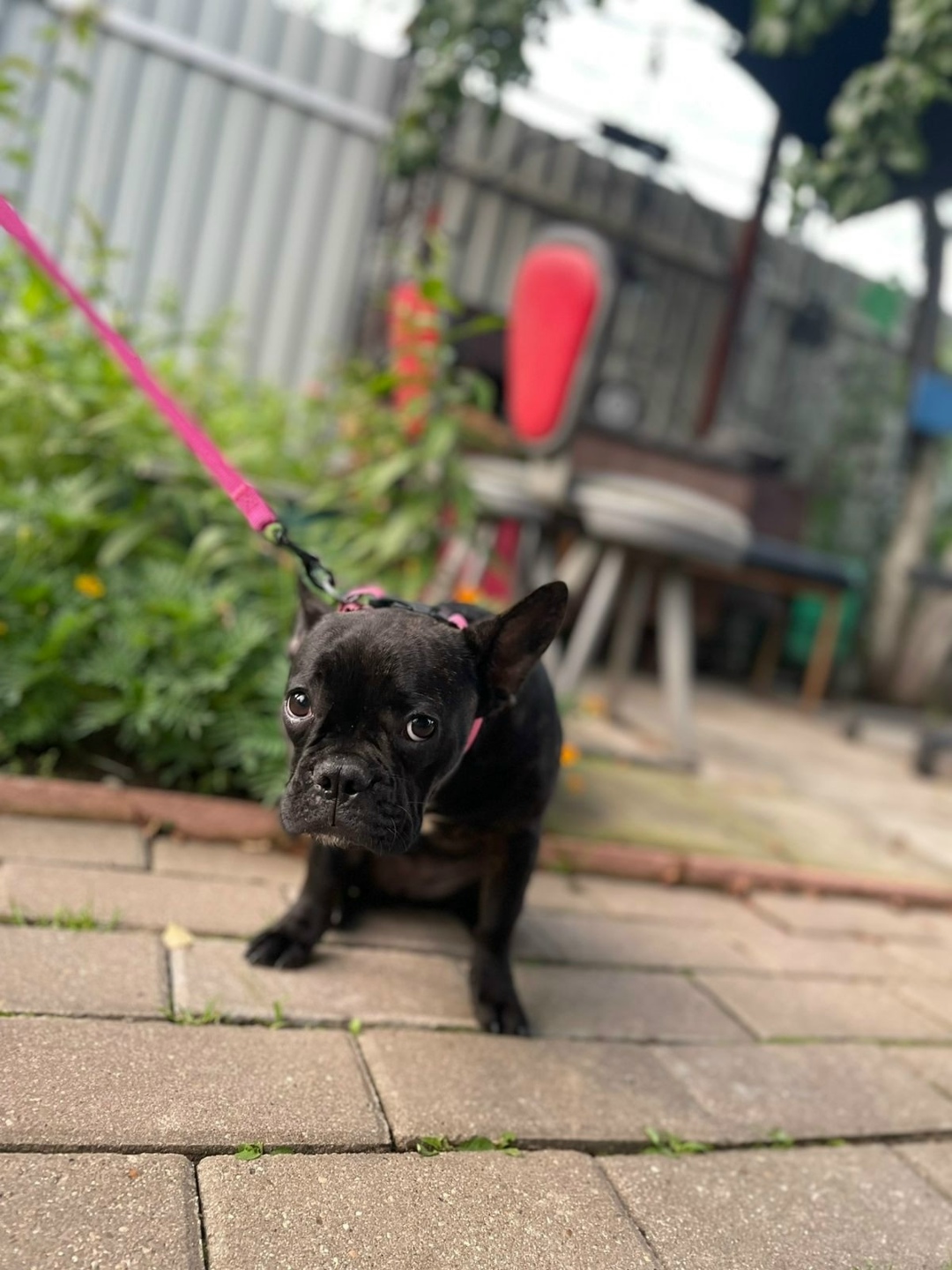 Найдена собака в Балашихе — фото объявления