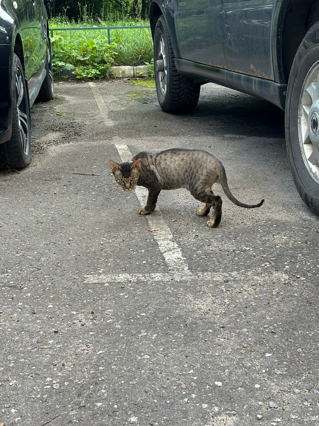 Пропала кошка в Балашихе — фото объявления