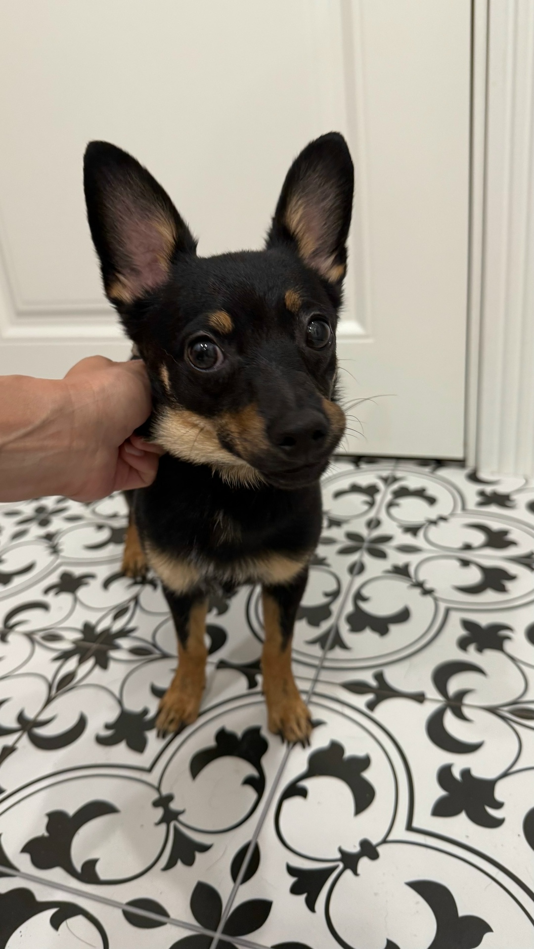 Найдена собака в Балашихе — фото объявления