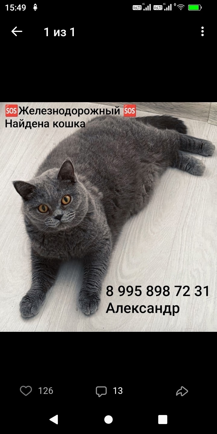 Найдена кошка в Балашихе — фото объявления