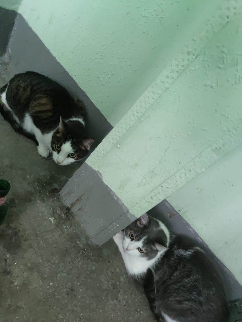 Найдена кошка в Балашихе — фото объявления