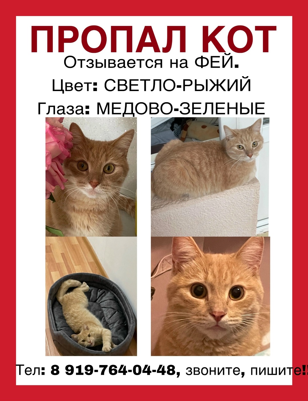 Пропала кошка в Балашихе — фото объявления