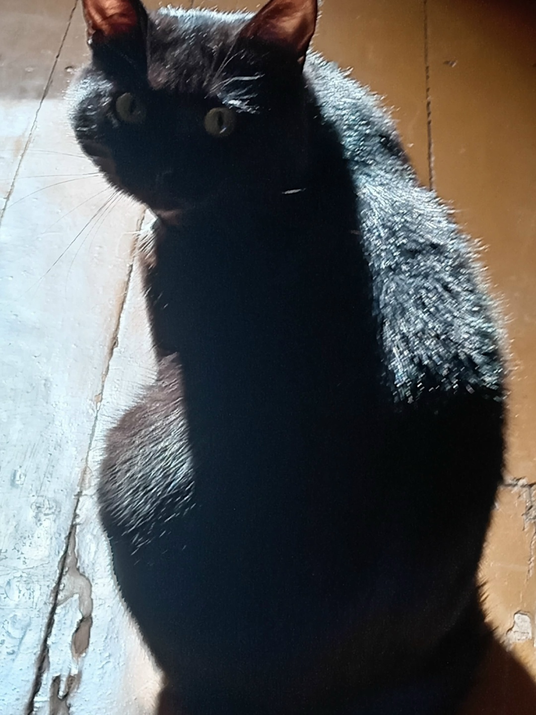 Пропала кошка в Балашихе — фото объявления