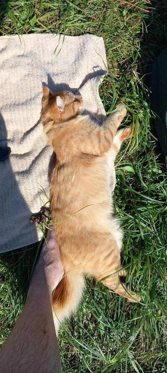 Найдена кошка в Балашихе — фото объявления