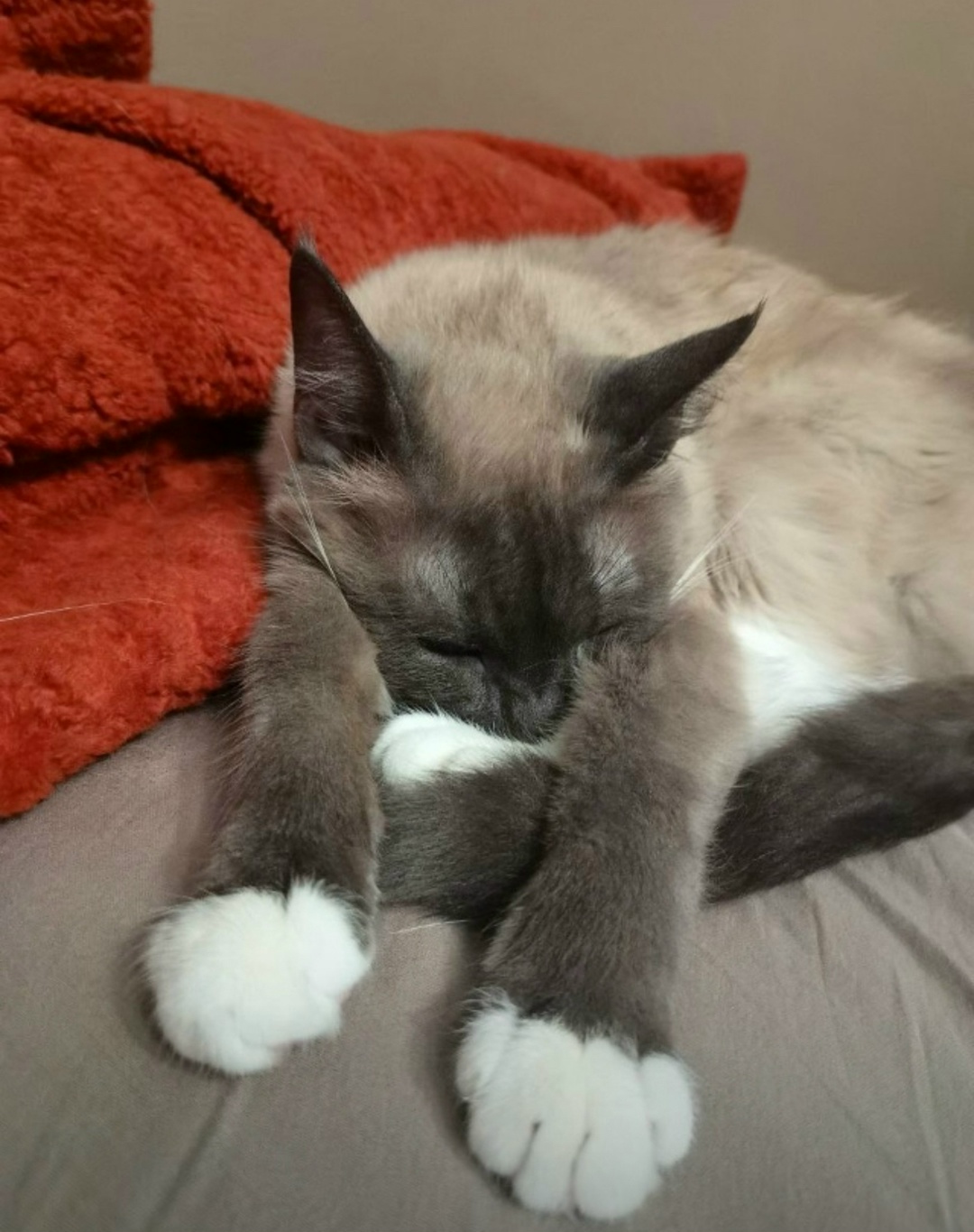 Пропала кошка в Балашихе — фото объявления