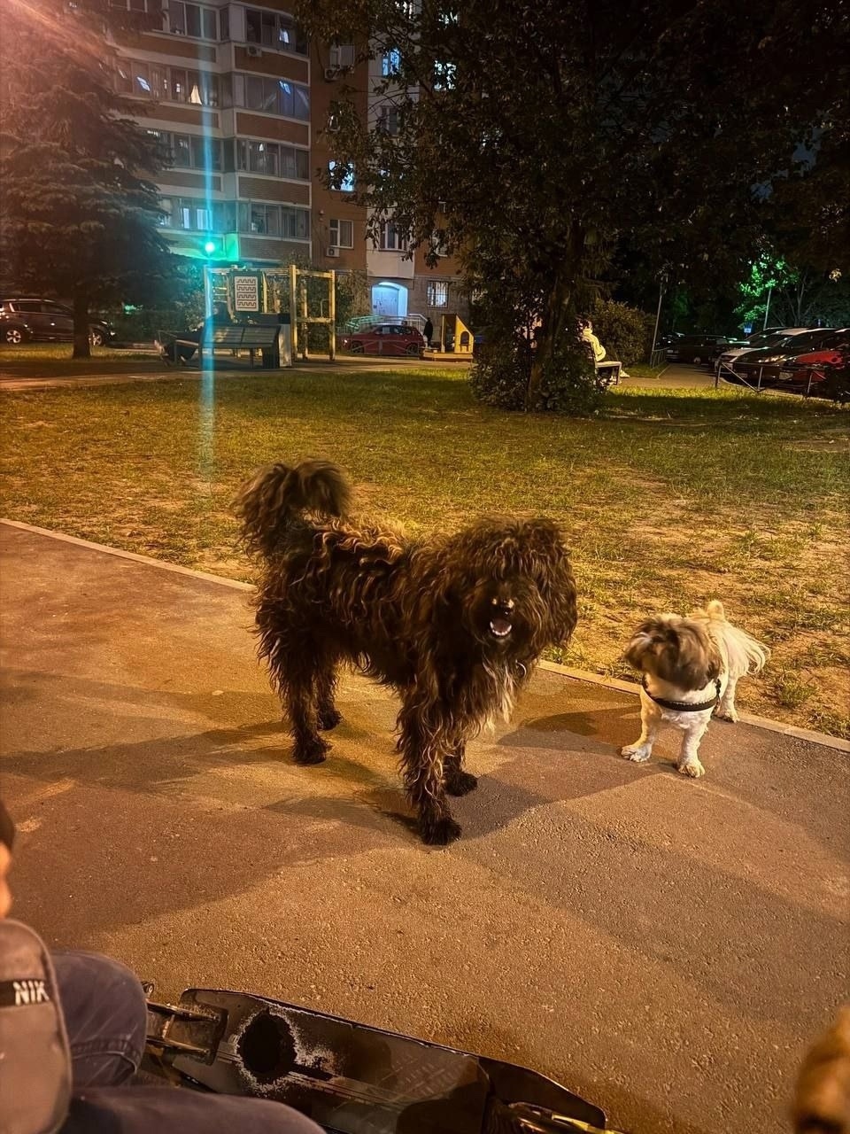 Пропала собака в Балашихе — фото объявления