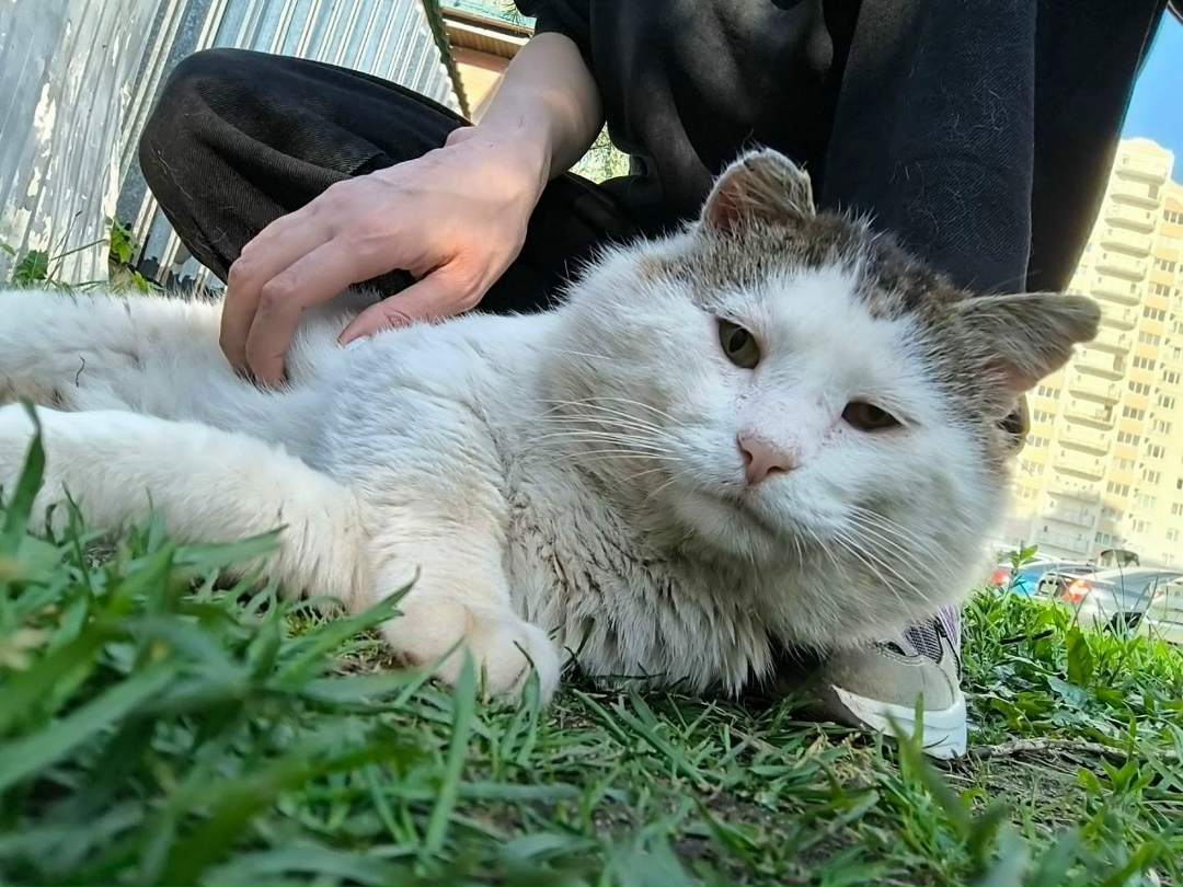 Пропала собака в Балашихе — фото объявления