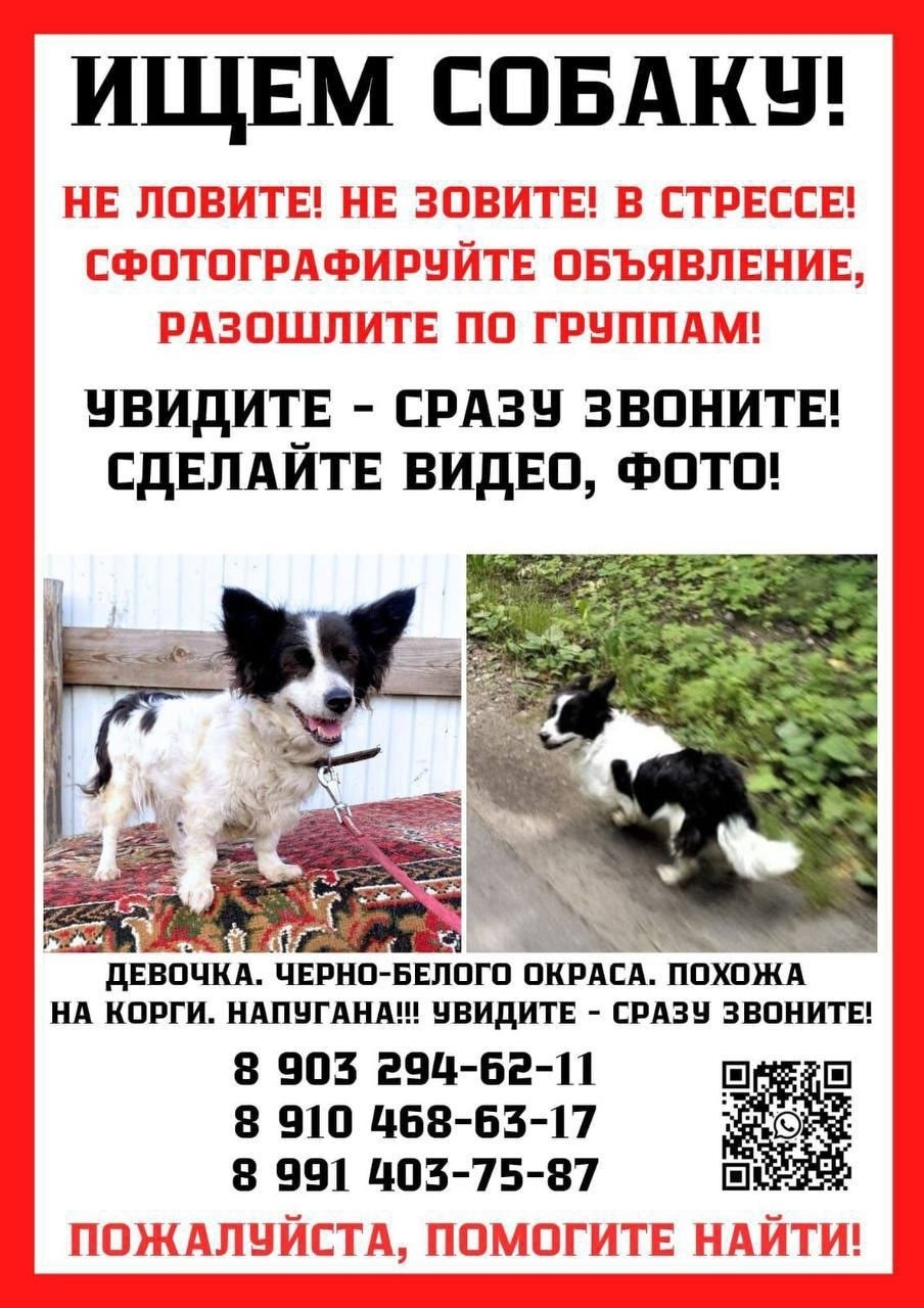 Найдена собака в Балашихе — фото объявления