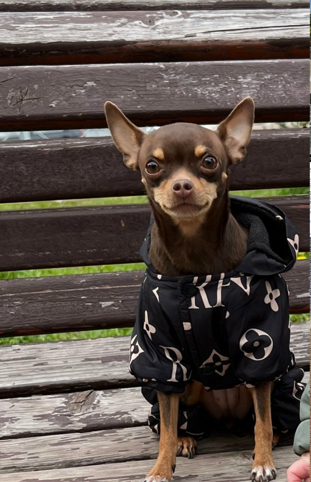 Пропала собака в Балашихе — фото объявления