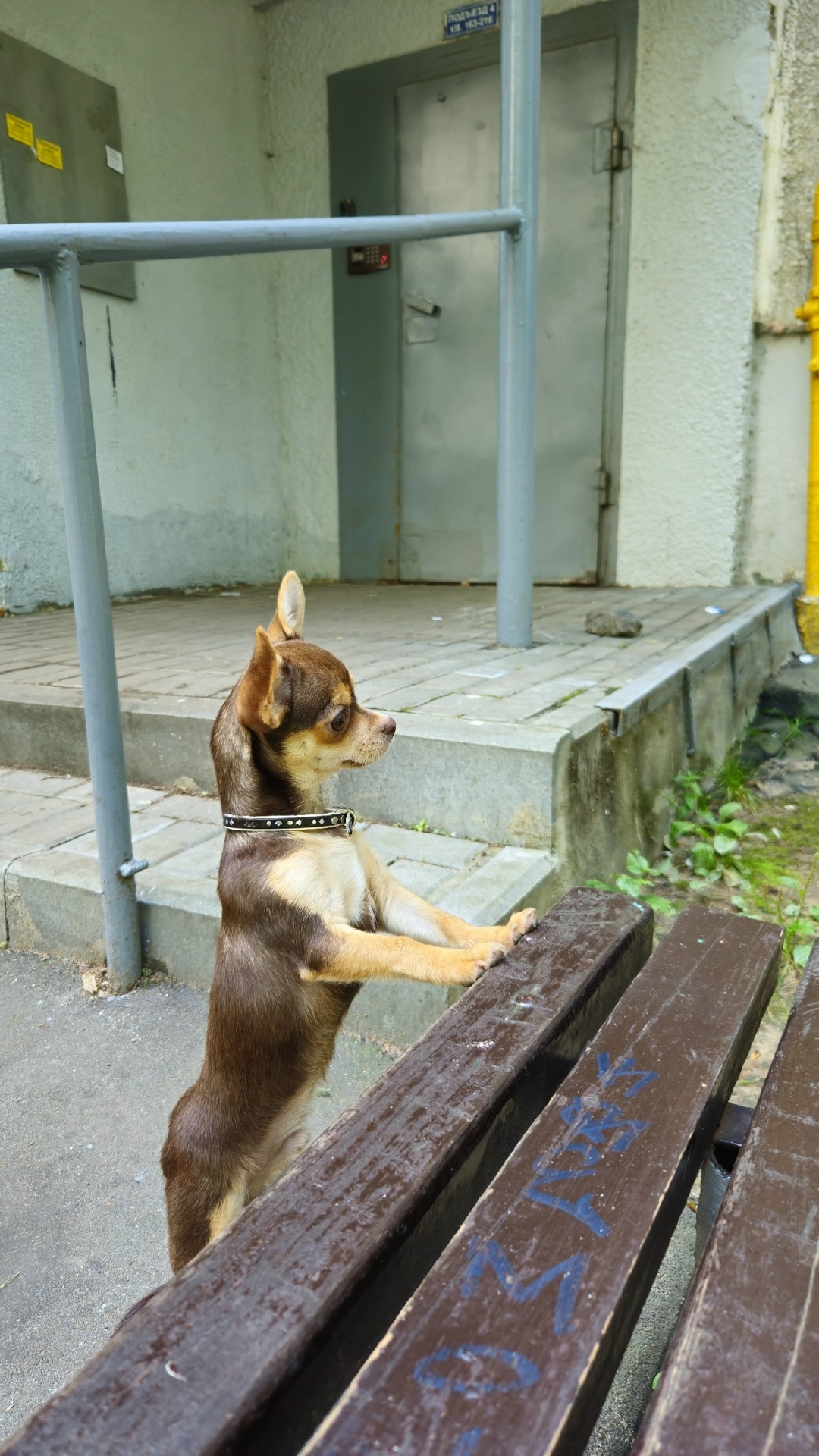 Пропала собака в Балашихе — фото объявления