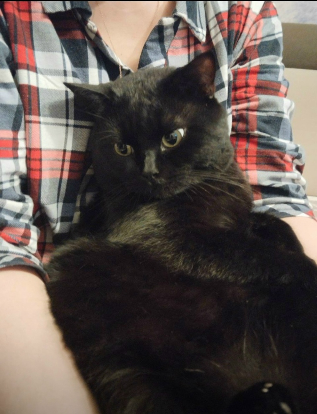 Пропала кошка в Балашихе — фото объявления