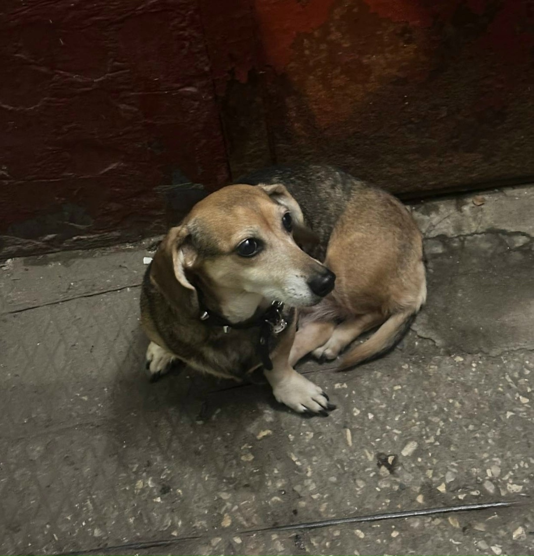 Найдена собака в Балашихе — фото объявления