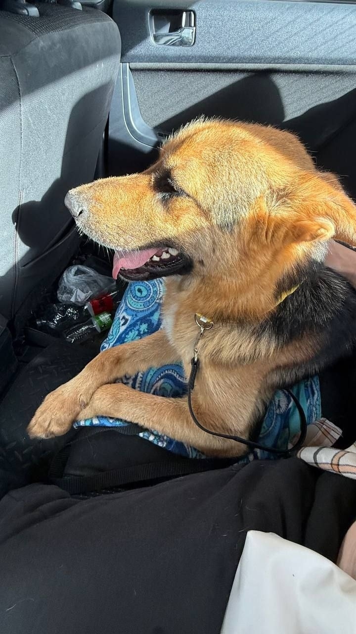 Пропала собака в Балашихе — фото объявления